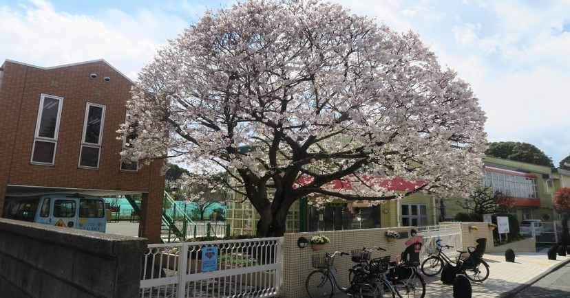 認定こども園いづみ幼稚園