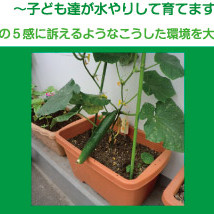 つくし保育園の写真3