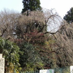 華綾保育園