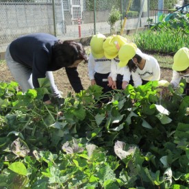 保育園みつばちの写真2