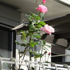 あけぼの保育園の写真3