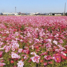 墨俣保育園の写真2