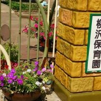 柳沢保育園の写真1