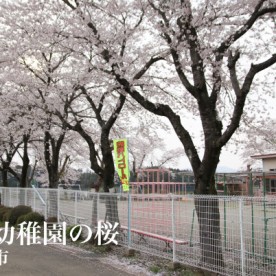 羽鳥幼稚園の写真3