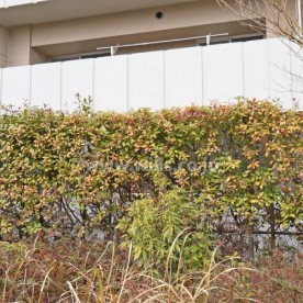 ちいさなおうちえん城北