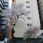 東池袋第一保育園