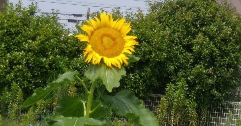 桃の花保育園