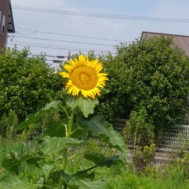 桃の花保育園