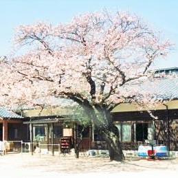 真和保育園