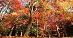 大朝こども園