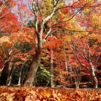 大朝こども園の写真2