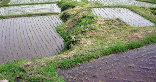 木の実幼稚園