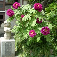 幼保連携型認定こども園六華こども園