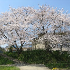 島津保育所の写真1