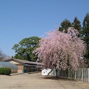 篠村幼稚園の写真2