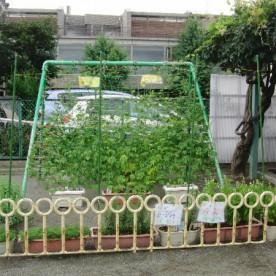 中町保育園の写真3