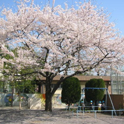 西が丘保育園の写真2