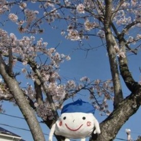 青山幼稚園の写真2