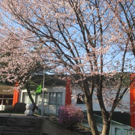 認定こども園北見さくら幼稚園