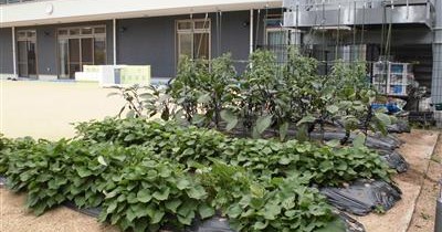 わかばこども園