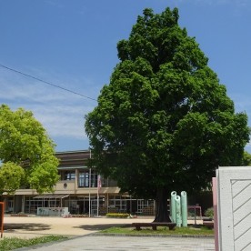 姫路市立網干幼稚園の写真2