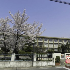 三木市立三樹幼稚園の写真2