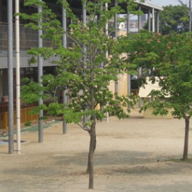 早緑子供の園