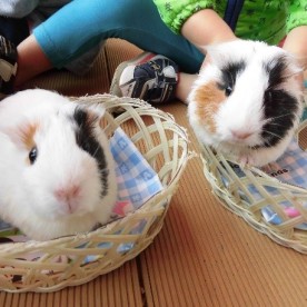 大橋保育園