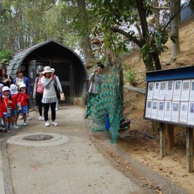 認定こども園しらかわ幼稚園