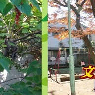 千駄木幼稚園
