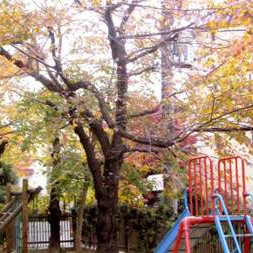 余丁町幼稚園