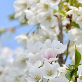 認定こども園若葉幼稚園