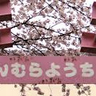 本村幼稚園の写真2