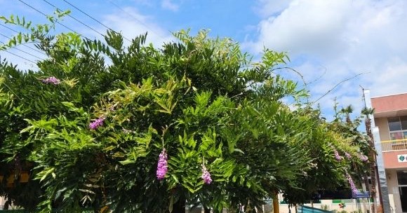 報徳会幼稚園