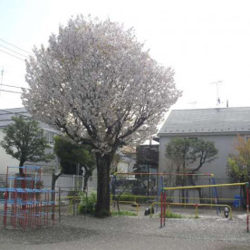 給田幼稚園の写真2