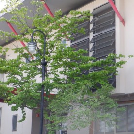 こばと小規模保育園