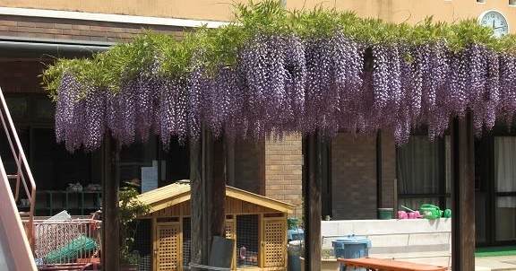 のだふじひばり保育園