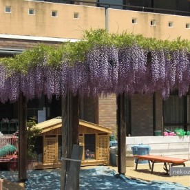 のだふじひばり保育園