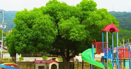 認定こども園母木保育園
