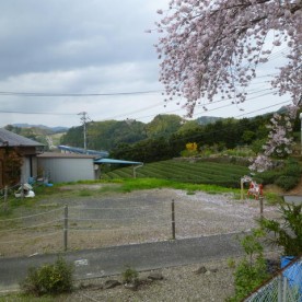 吉原保育園