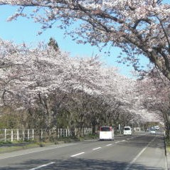 認定こども園こすもす幼稚園