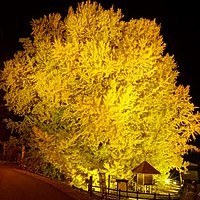 銀杏保育園の写真2