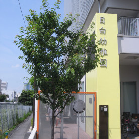 目白幼稚園