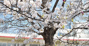 大森みのり幼稚園