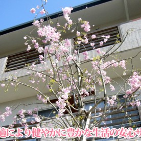 さくら保育園