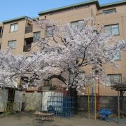四谷新生幼稚園