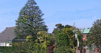 井草幼稚園