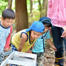 野外幼児教育「しんぐう里山ようちえん」