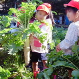 豊島なでしこ幼稚園の写真4