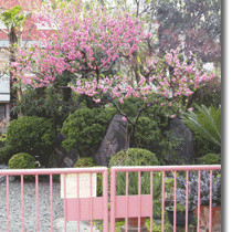 みなと幼稚園の写真2